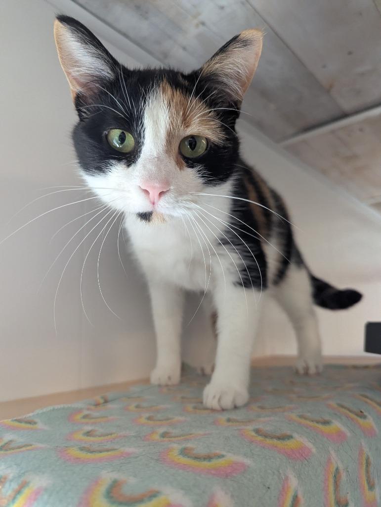 Enlarge Chia, a Adoptable Calico in Barron, WI image 1/3