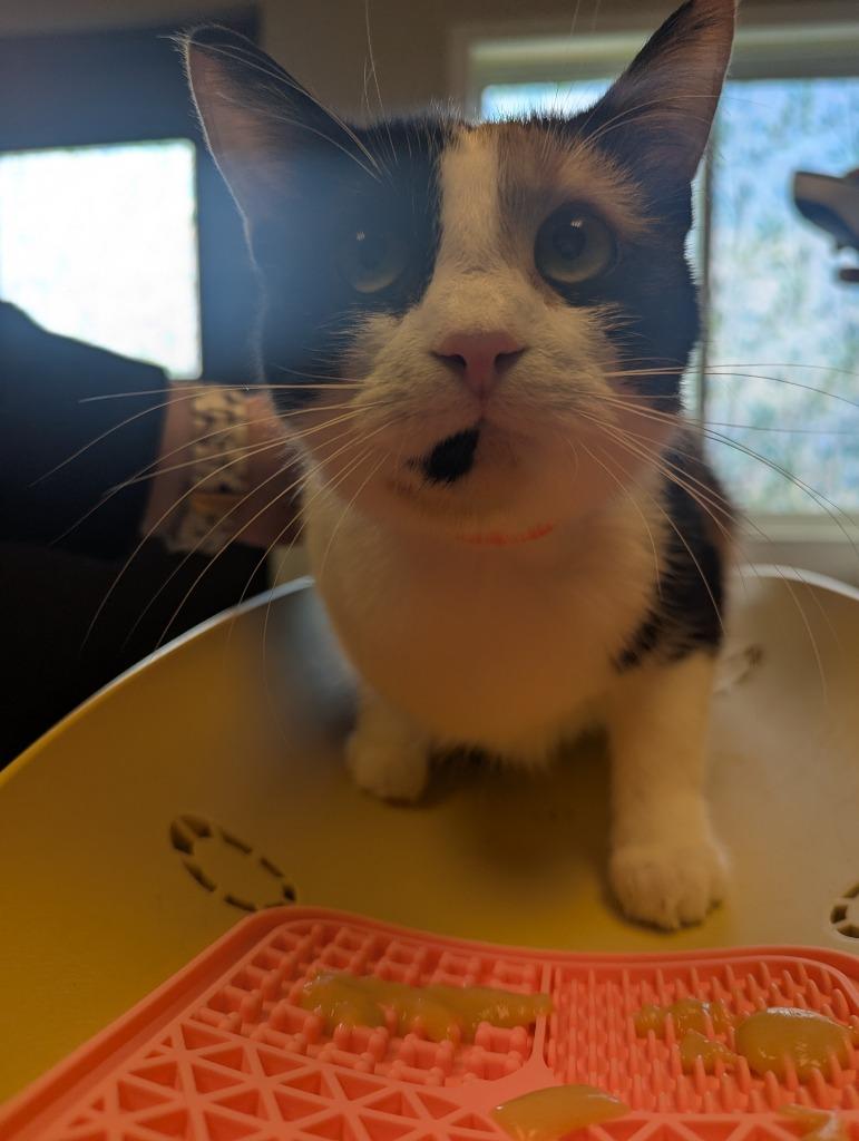 Enlarge Chia, a Adoptable Calico in Barron, WI image 2/3