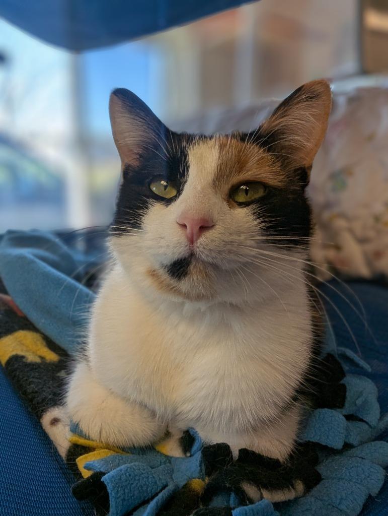 Chia, a Adoptable Calico in Barron, WI image 4/6