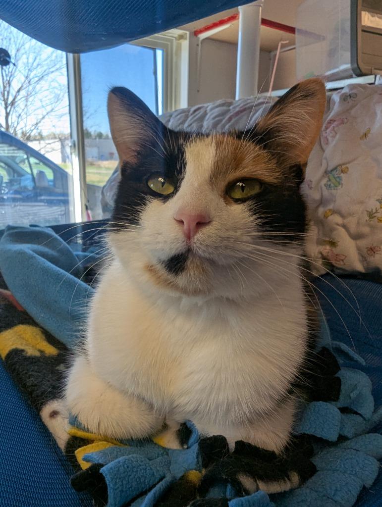 Enlarge Chia, a Adoptable Calico in Barron, WI image 3/3