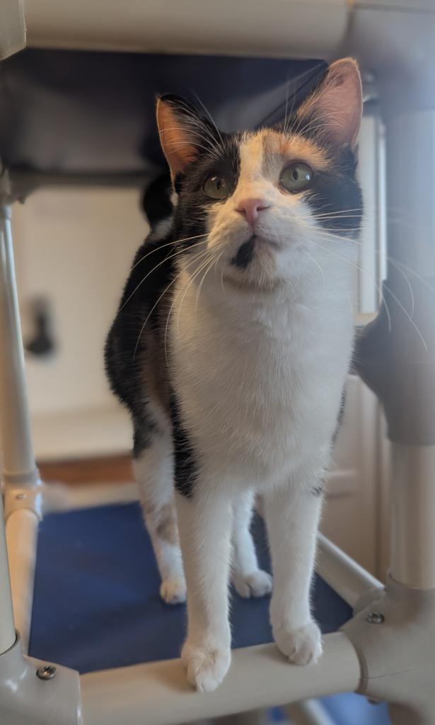 Enlarge Chia, a Adoptable Calico in Barron, WI image 6/6