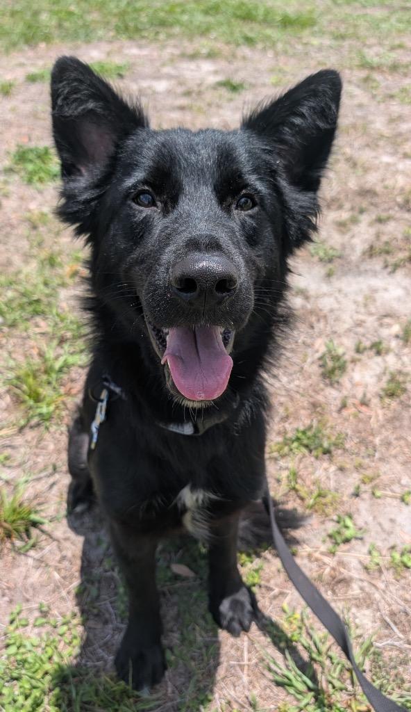 Malina-Beautiful and Sweet, a Adopted mixed breed in Fort Myers, FL image 1/2