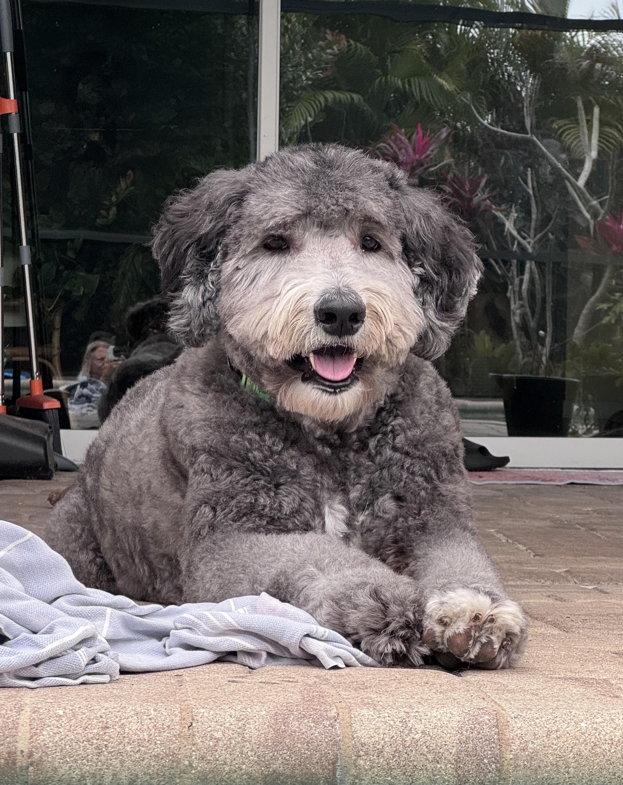 Amazing Sweet Giant!!!, ADOPTABLE, Adult Male Sheepadoodle.