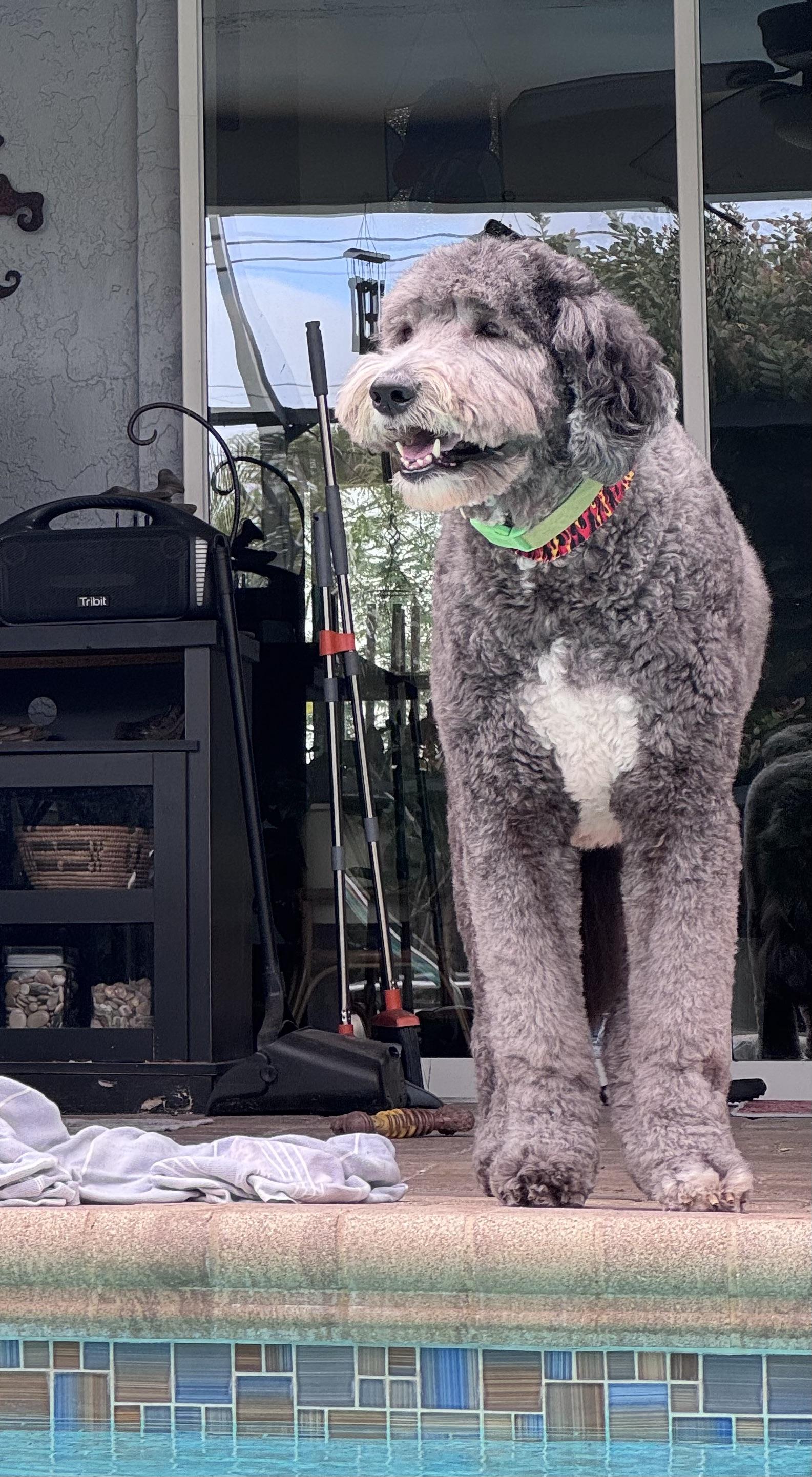 Enlarge Amazing Sweet Giant!!!, a ADOPTABLE Sheepadoodle in Fort Myers Beach, FL image 4/5