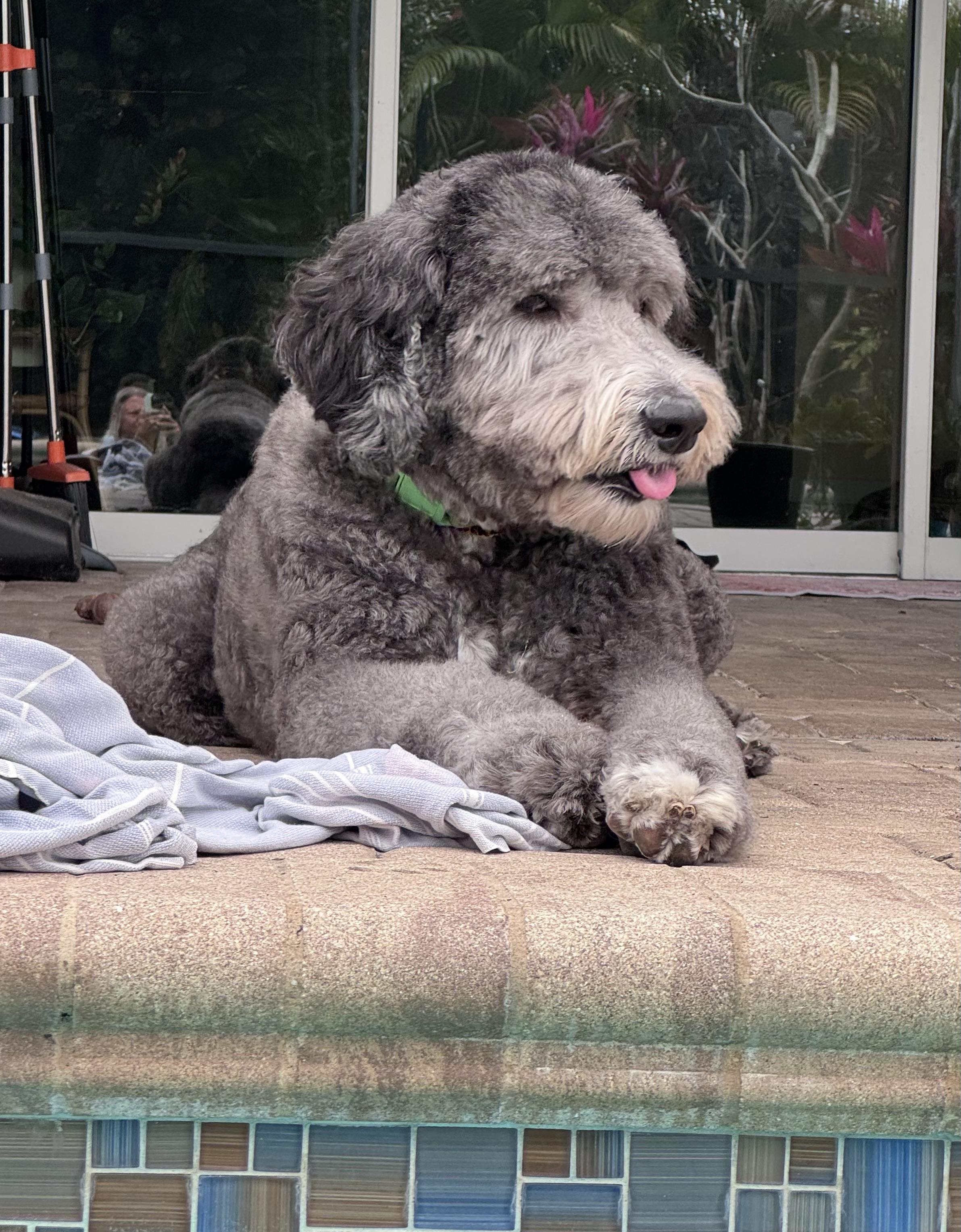 Enlarge Amazing Sweet Giant!!!, a ADOPTABLE Sheepadoodle in Fort Myers Beach, FL image 5/5