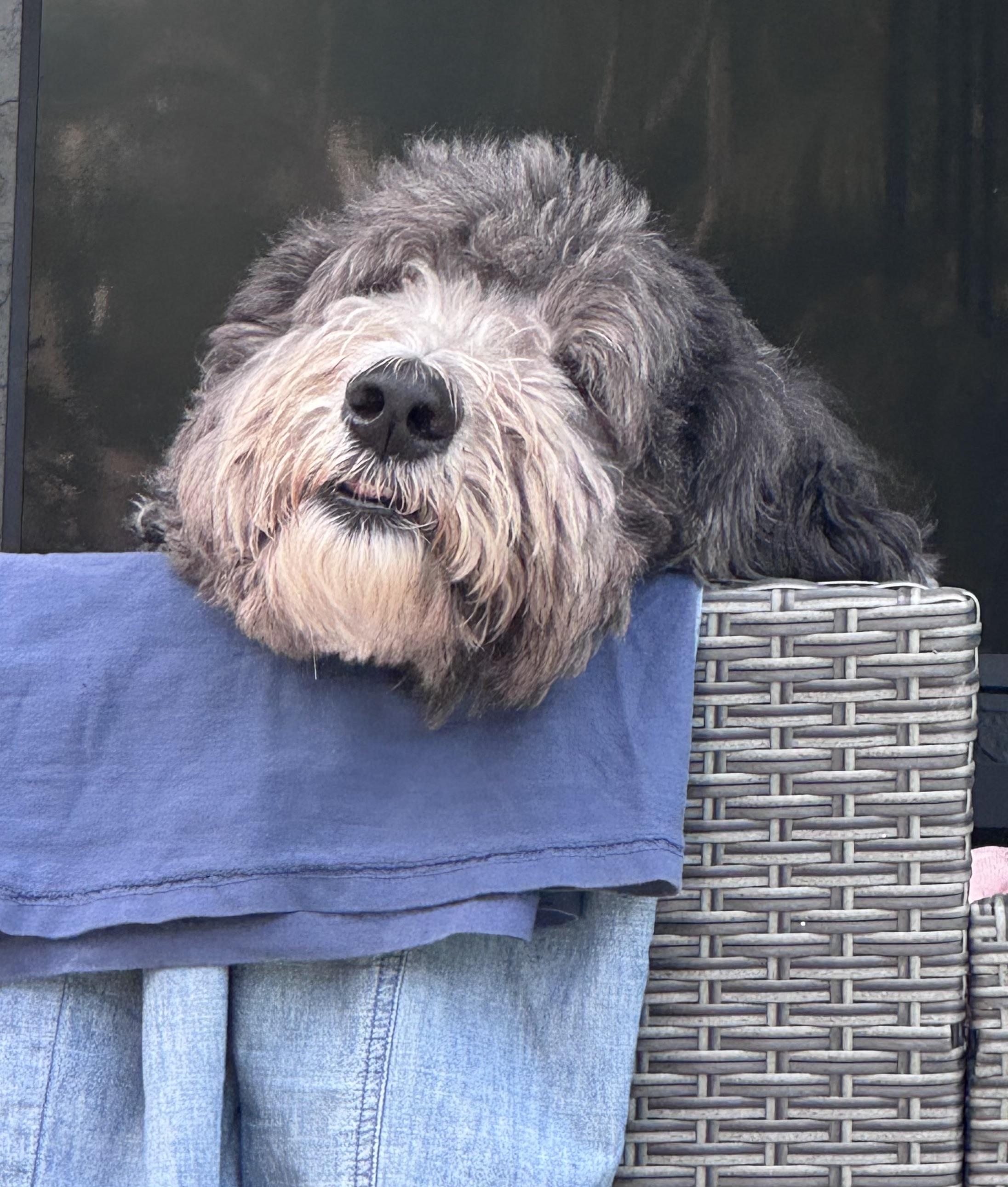 Enlarge Amazing Sweet Giant!!!, a ADOPTABLE Sheepadoodle in Fort Myers Beach, FL image 2/5