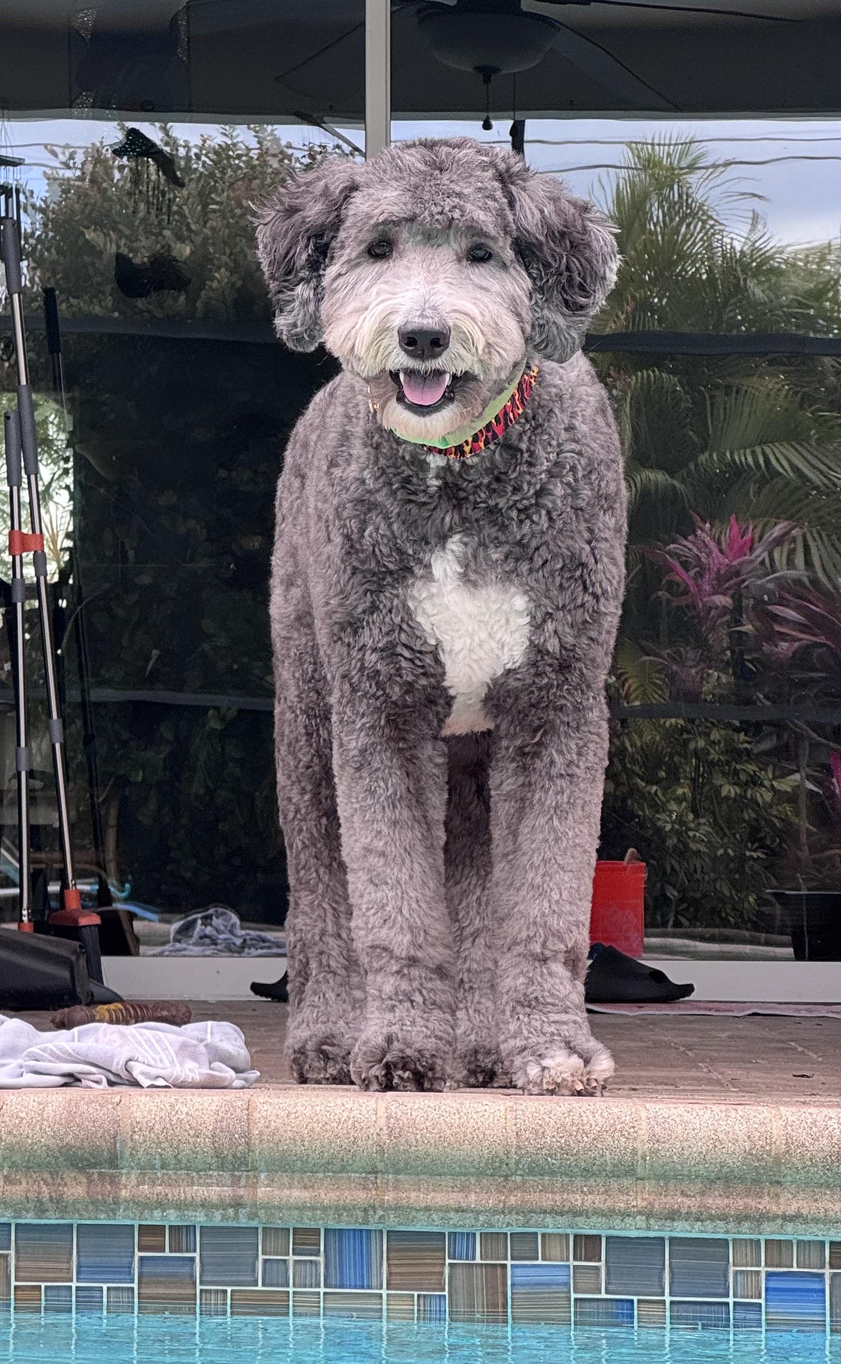 Enlarge Amazing Sweet Giant!!!, a ADOPTABLE Sheepadoodle in Fort Myers Beach, FL image 3/5