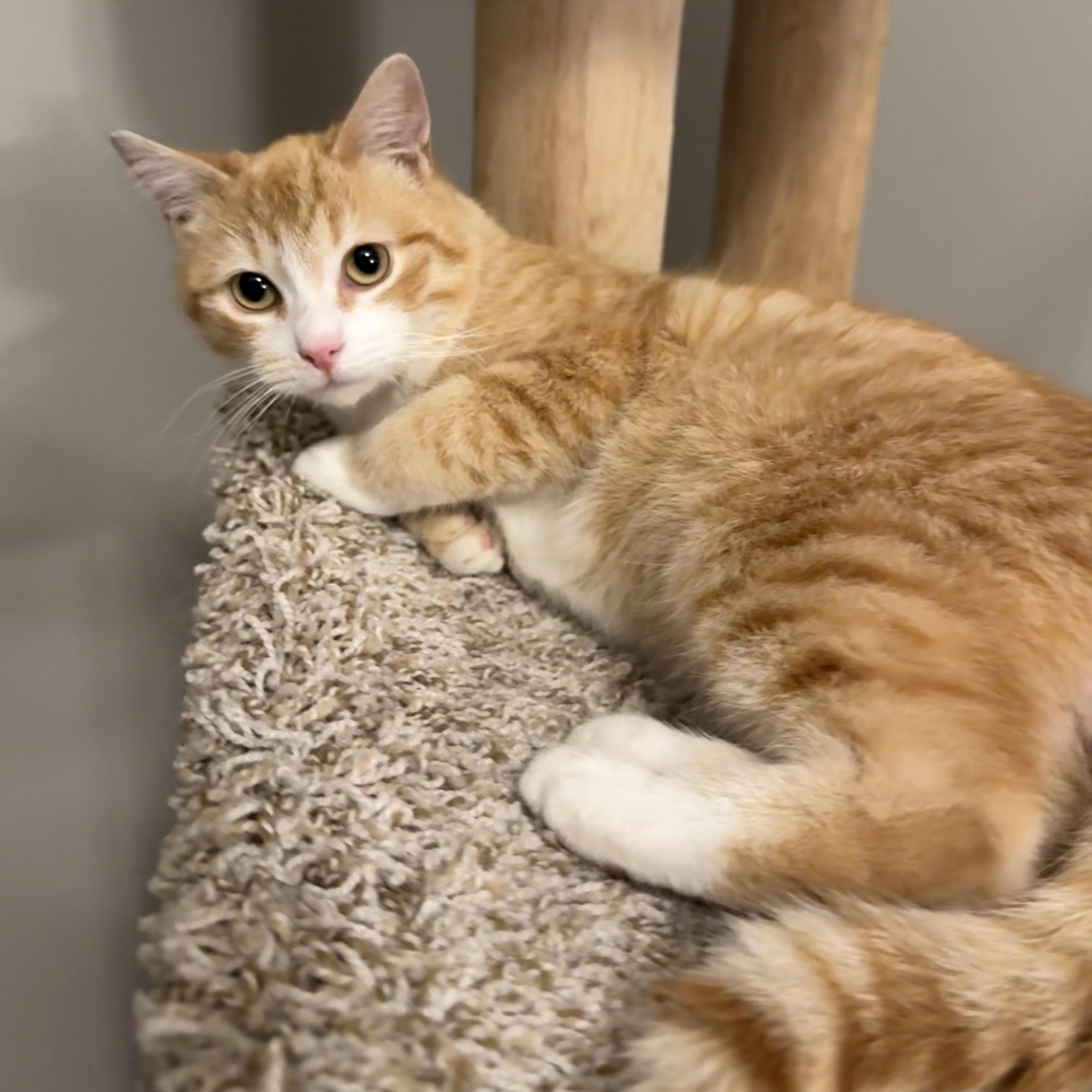 Enlarge Jason, an adoptable Domestic Short Hair in Massillon , OH image 5/5