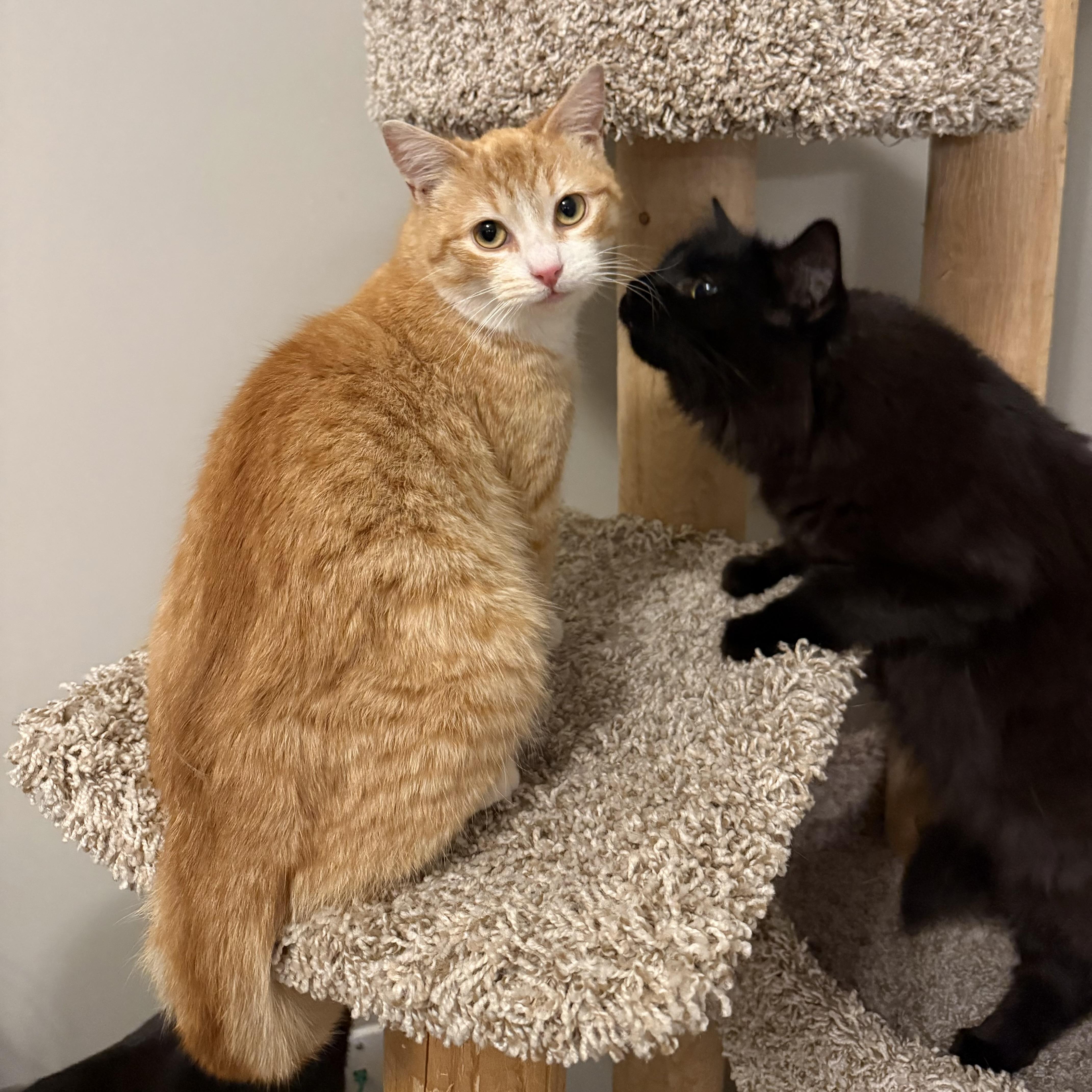 Enlarge Jason, an adoptable Domestic Short Hair in Massillon , OH image 3/5