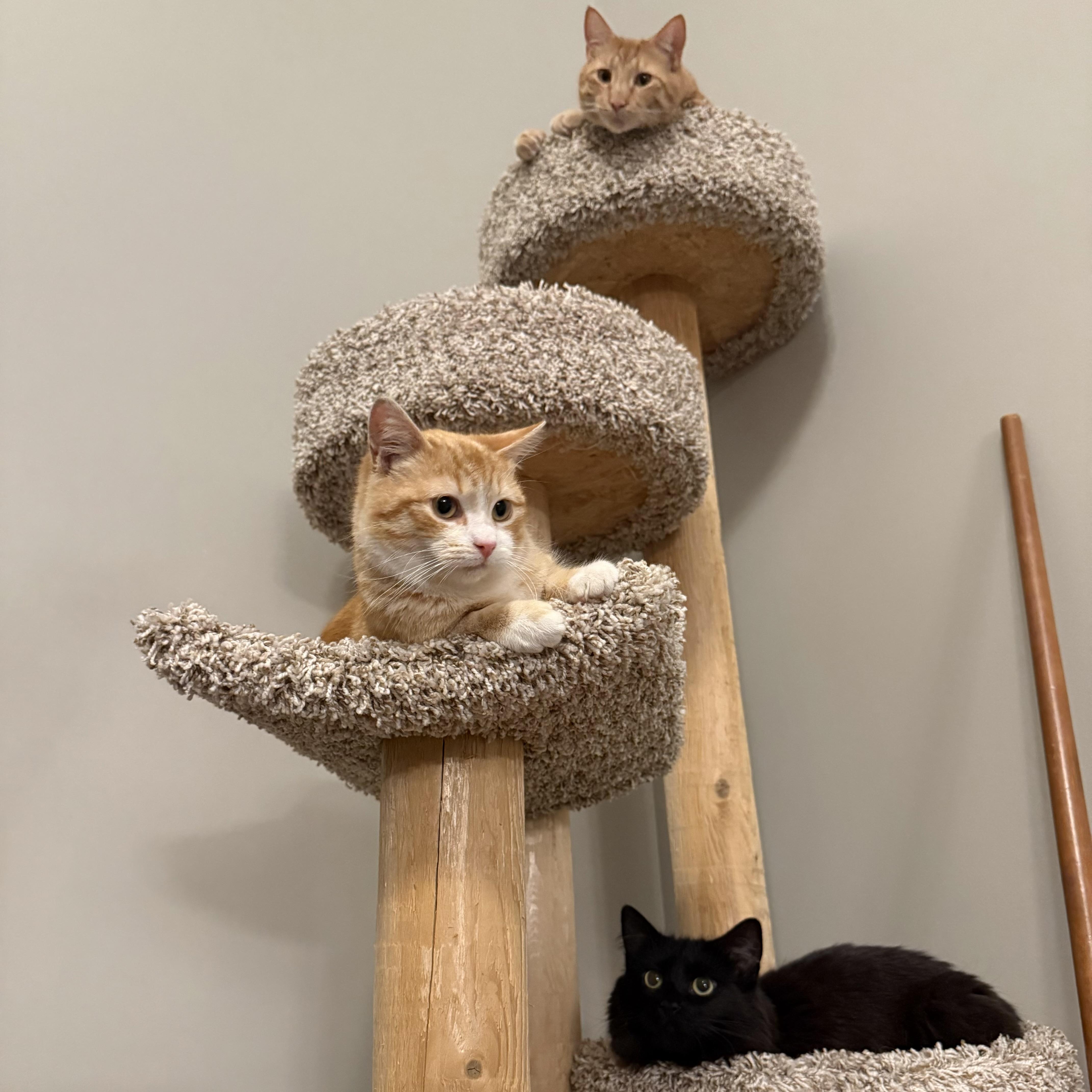 Enlarge Jason, an adoptable Domestic Short Hair in Massillon , OH image 4/5