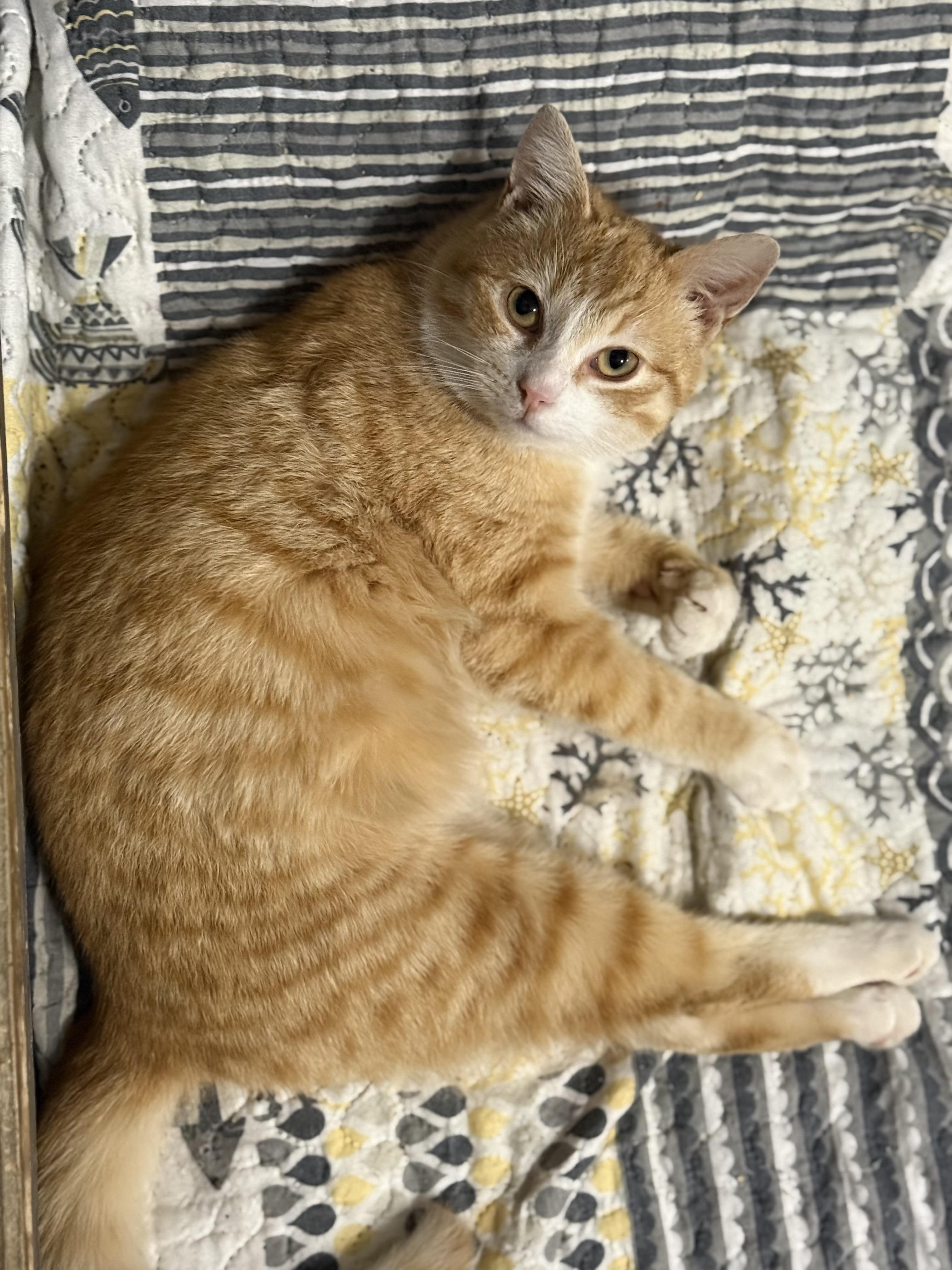 Enlarge Jason, an adoptable Domestic Short Hair in Massillon , OH image 2/5