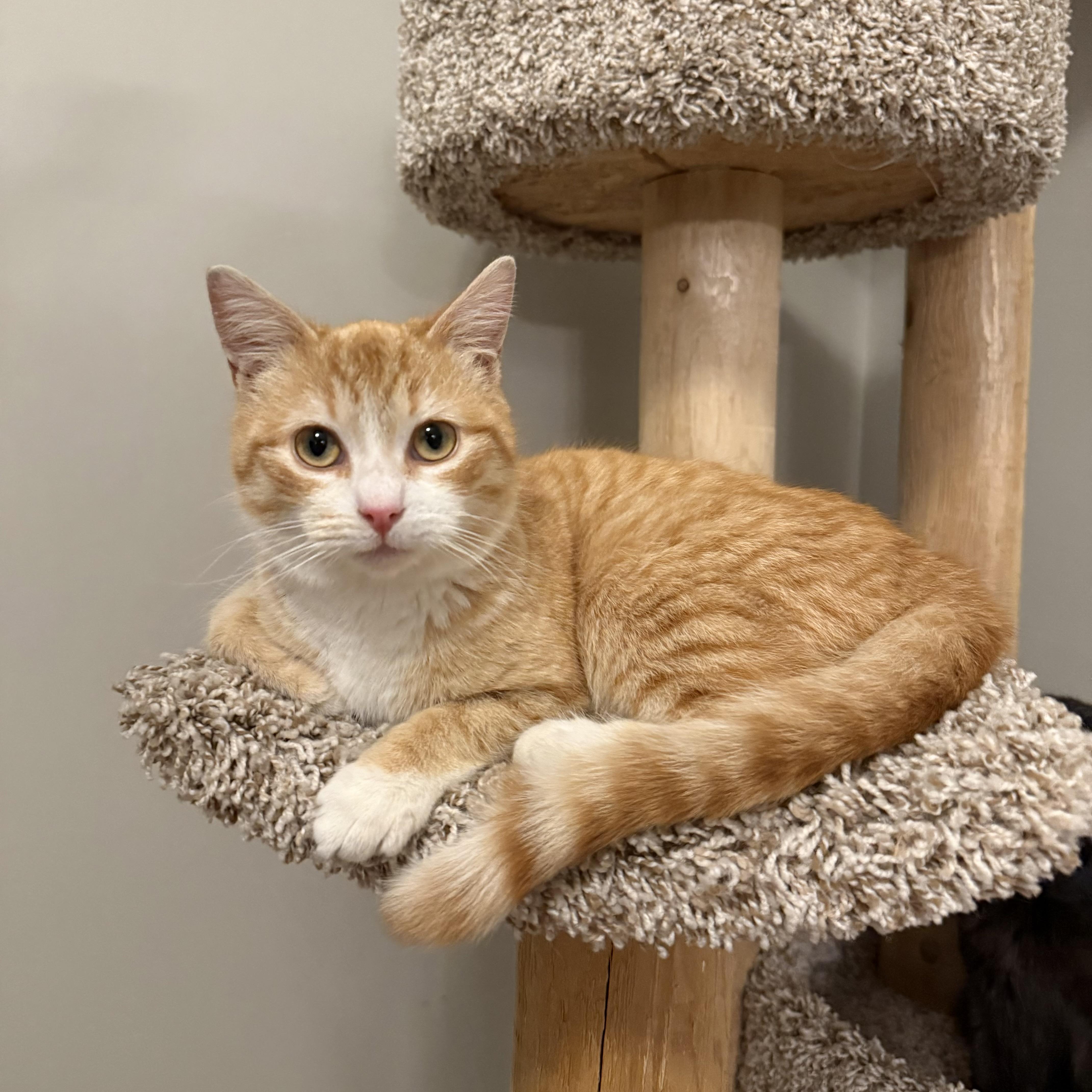 Jason, adoptable, Young Male Domestic Short Hair.