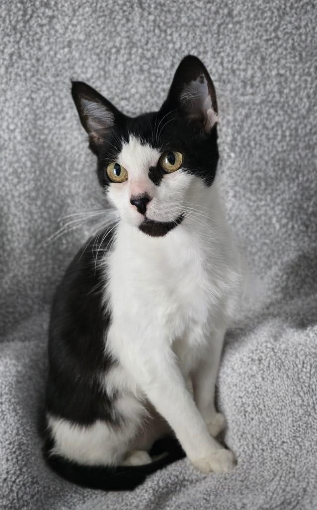 Flora, Adoptable, Kitten Female Domestic Short Hair.