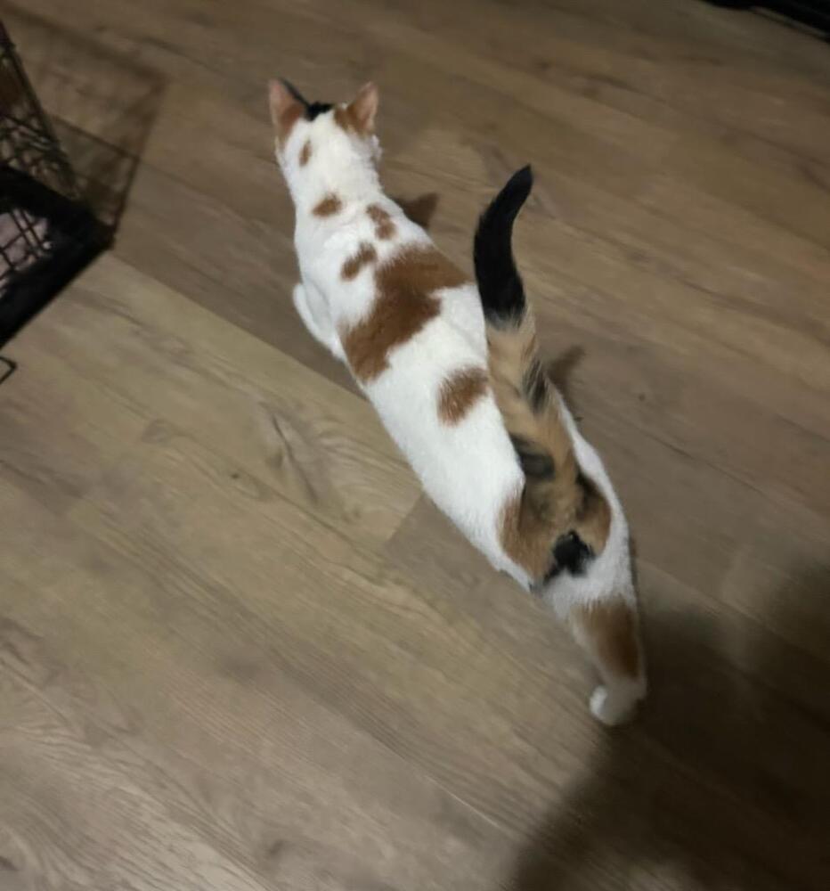 Enlarge Taquito, a Adoptable Domestic Short Hair in Lorain, OH image 1/5