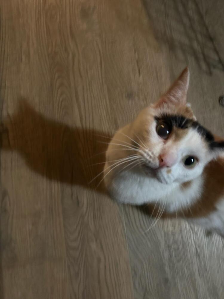 Enlarge Taquito, a Adoptable Domestic Short Hair in Lorain, OH image 2/5