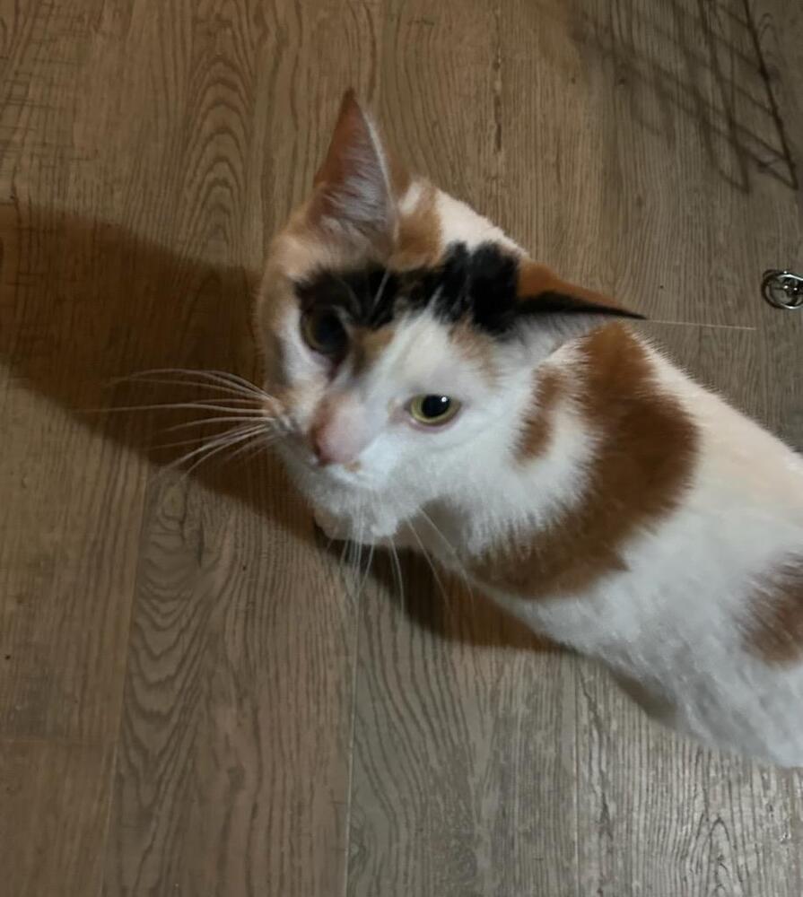 Enlarge Taquito, a Adoptable Domestic Short Hair in Lorain, OH image 3/5
