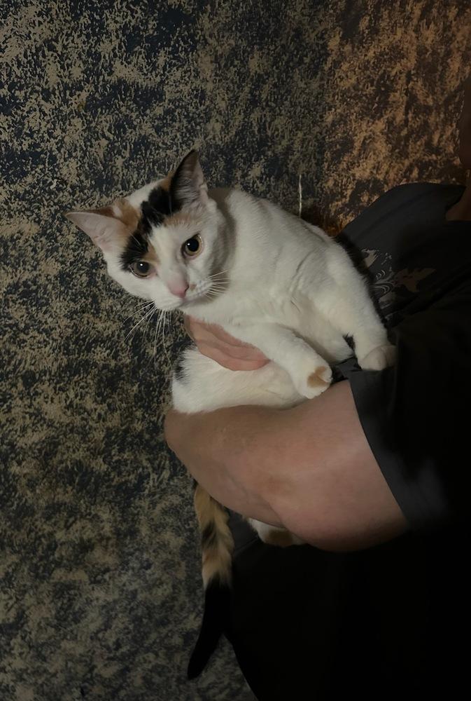 Enlarge Taquito, a Adoptable Domestic Short Hair in Lorain, OH image 4/5