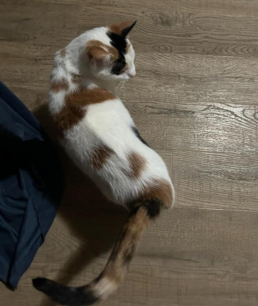 Enlarge Taquito, a Adoptable Domestic Short Hair in Lorain, OH image 5/5