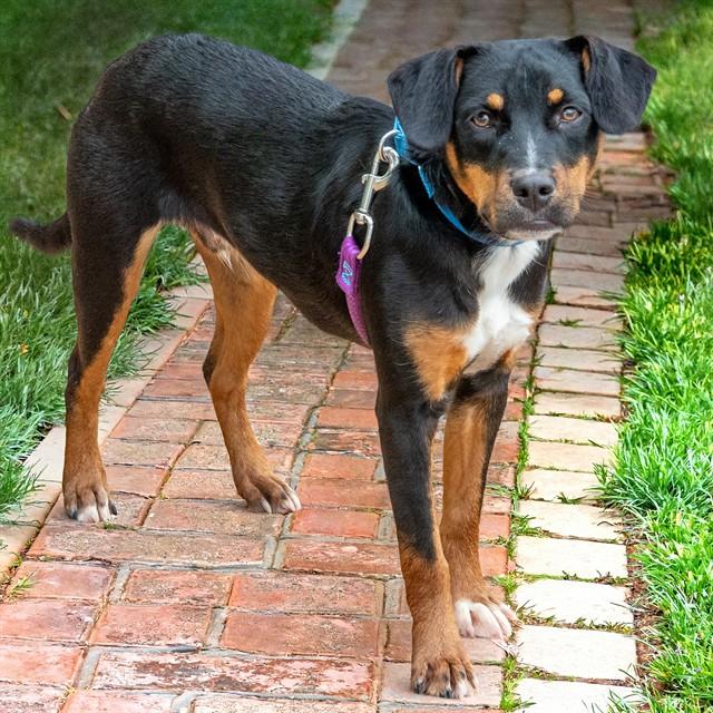 FLANNEL, Adoptable, Young Male Beagle & Mixed Breed.