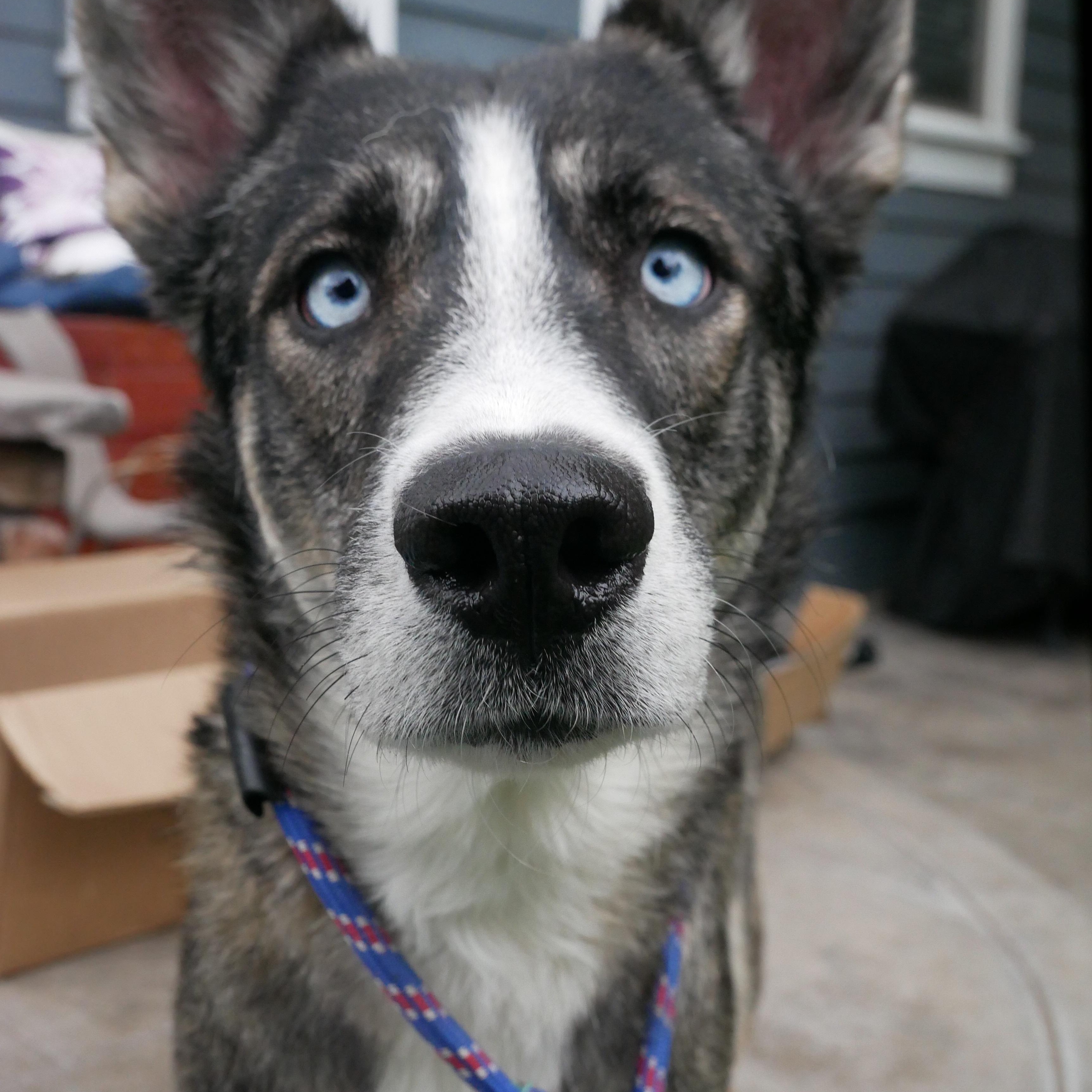 Enlarge Blizzard, a ADOPTABLE German Shepherd Dog in Parker, CO image 1/3