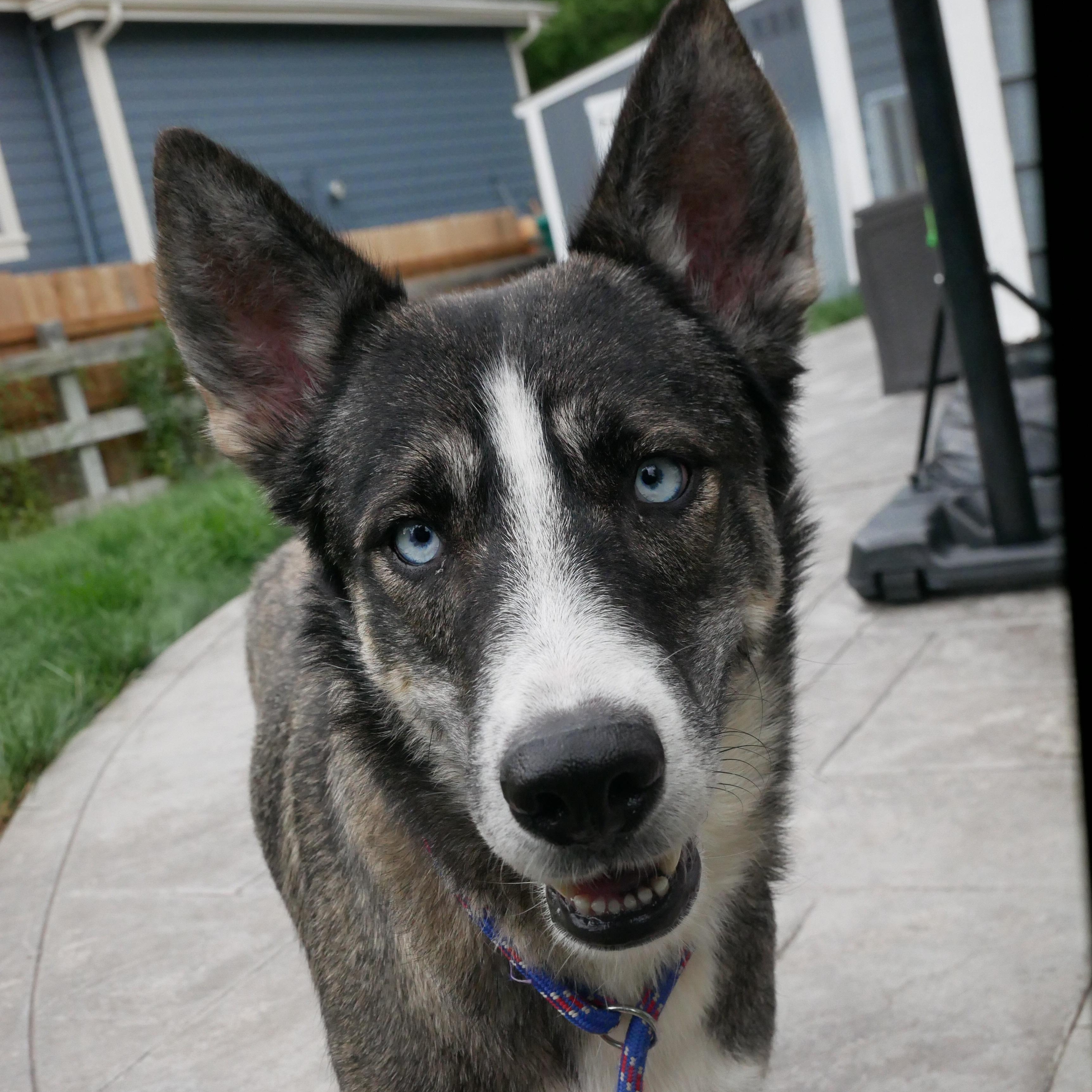 Enlarge Blizzard, a ADOPTABLE German Shepherd Dog in Parker, CO image 2/3