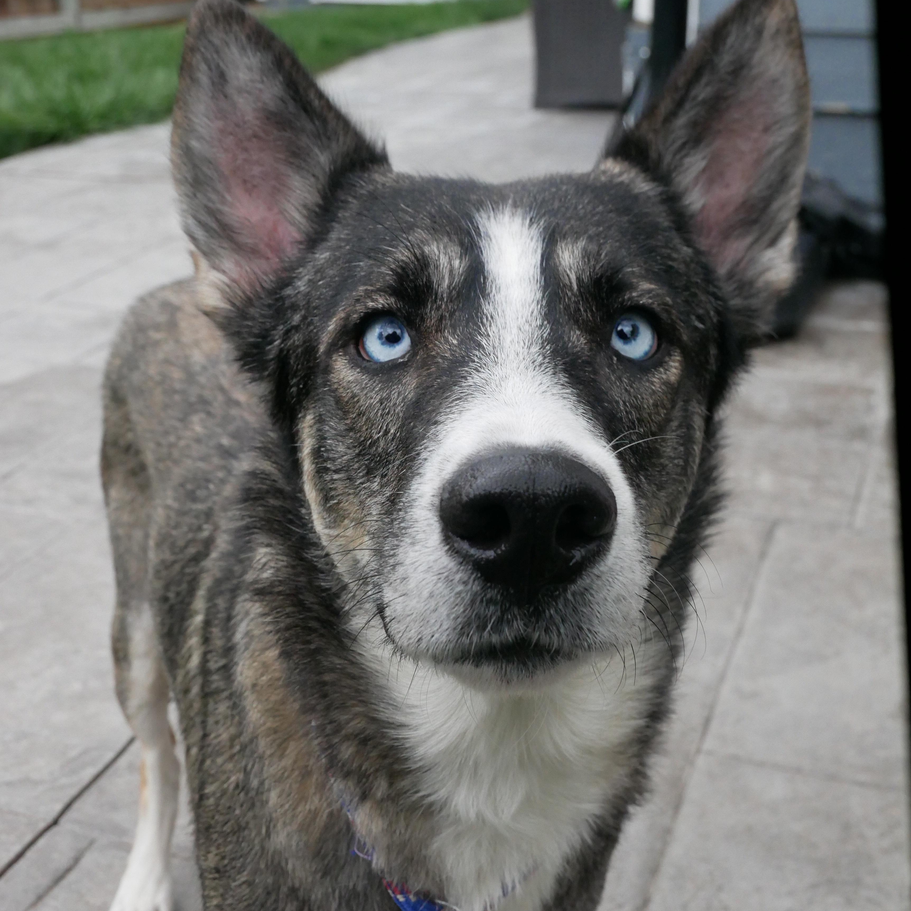 Enlarge Blizzard, a ADOPTABLE German Shepherd Dog in Parker, CO image 3/3