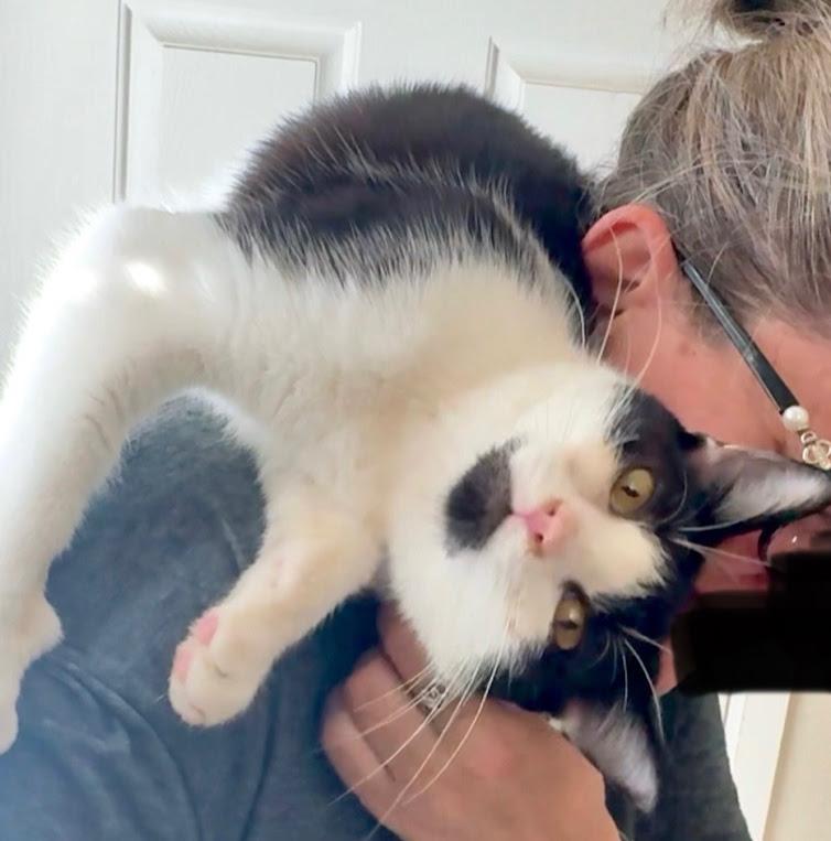 Snap, an adoptable Domestic Short Hair in Hillsboro, OR, 97006 | Photo Image 1