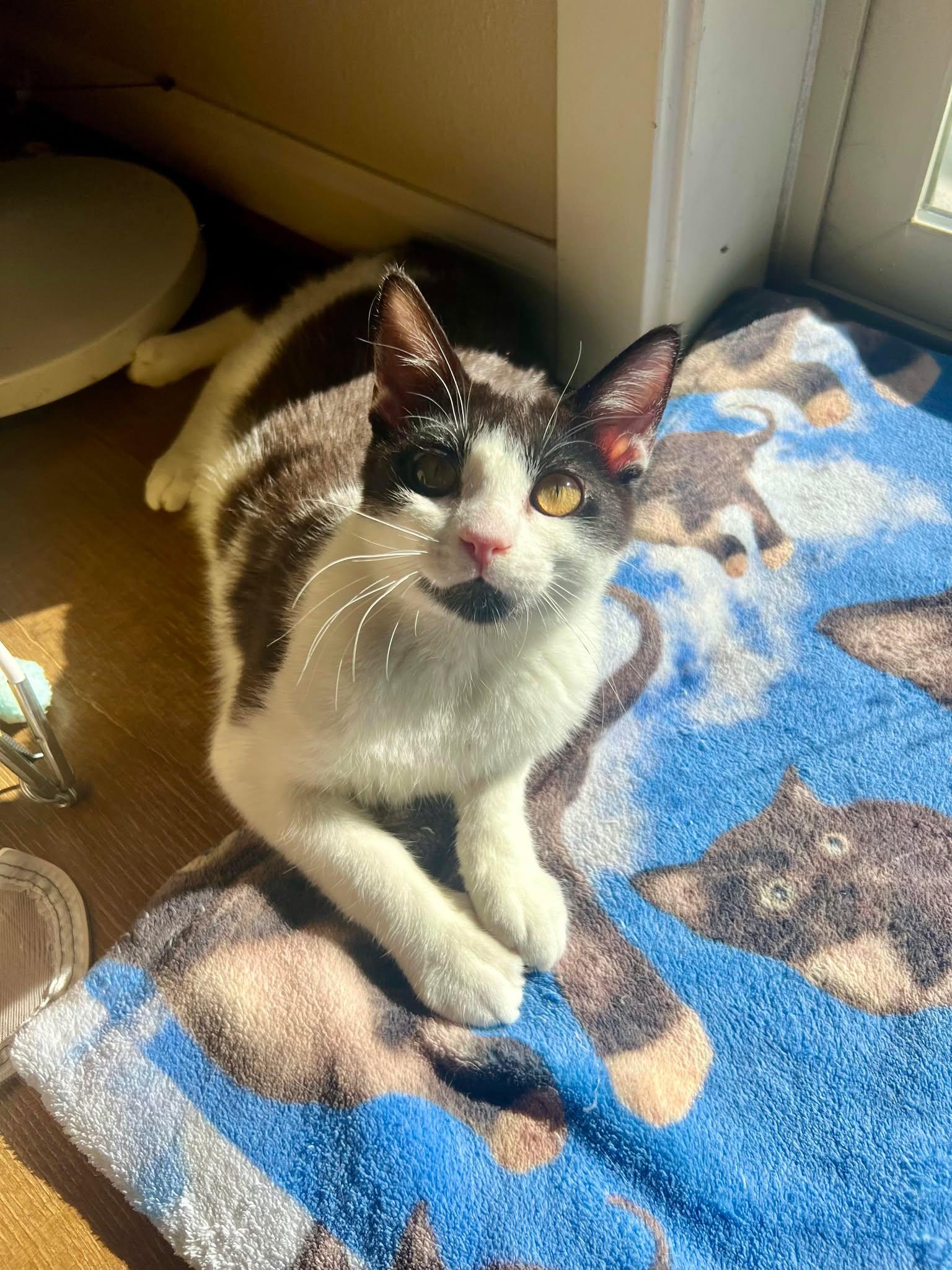 Snap, an adoptable Domestic Short Hair in Hillsboro, OR, 97006 | Photo Image 3