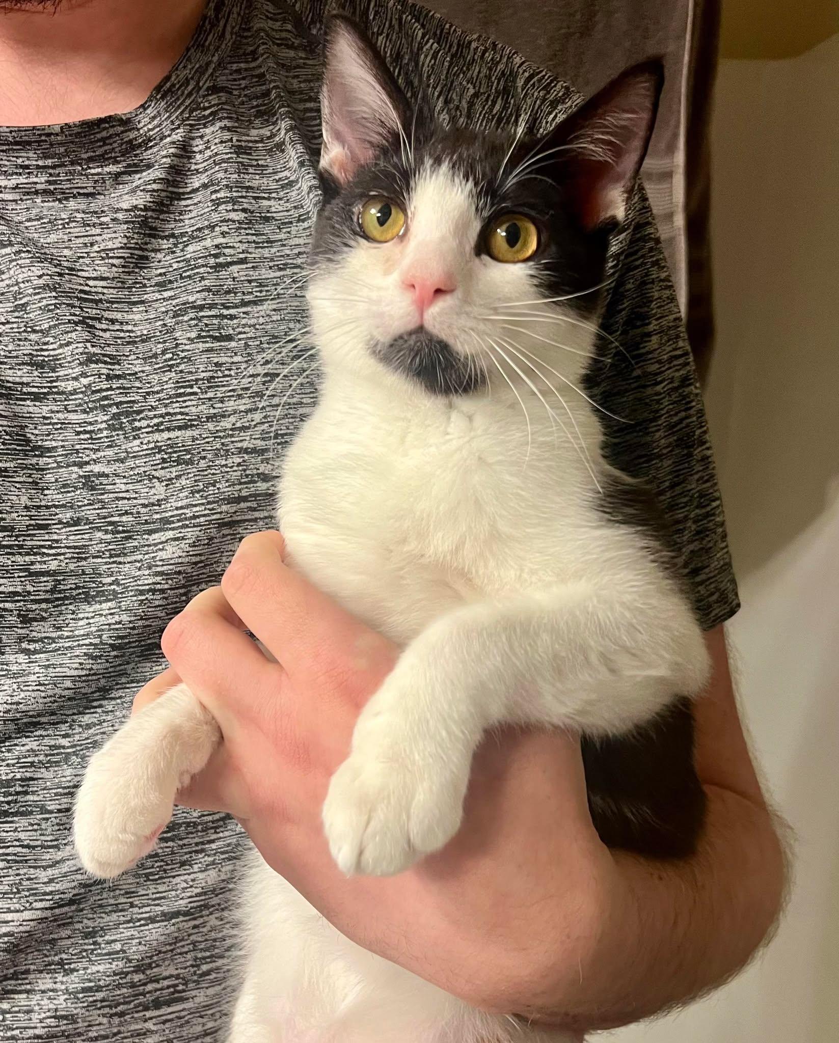 Snap, an adoptable Domestic Short Hair in Hillsboro, OR, 97006 | Photo Image 2