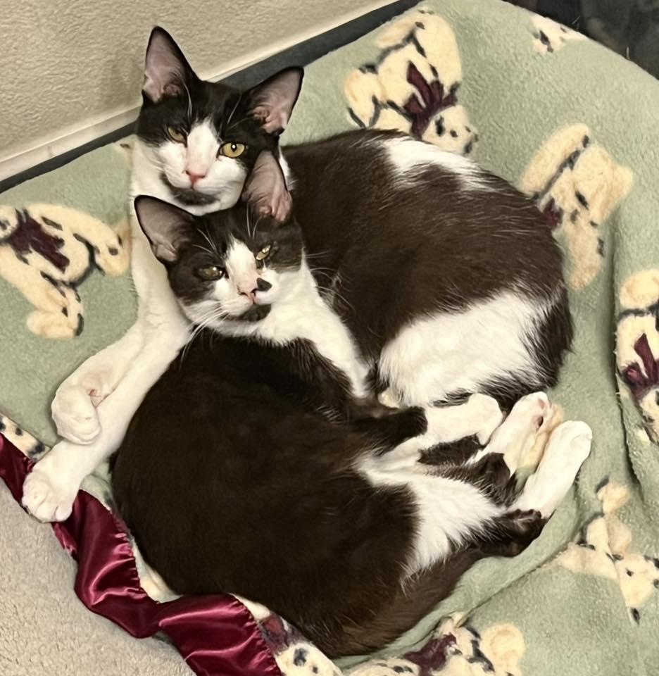 Snap, a Adoptable Domestic Short Hair in Hillsboro, OR image 4/4