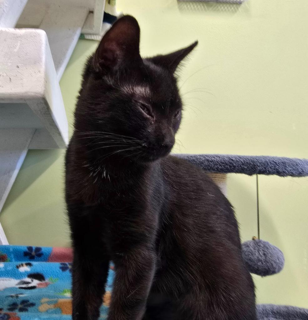 Vanta, a Adoptable mixed breed in Auburn, IN image 2/3
