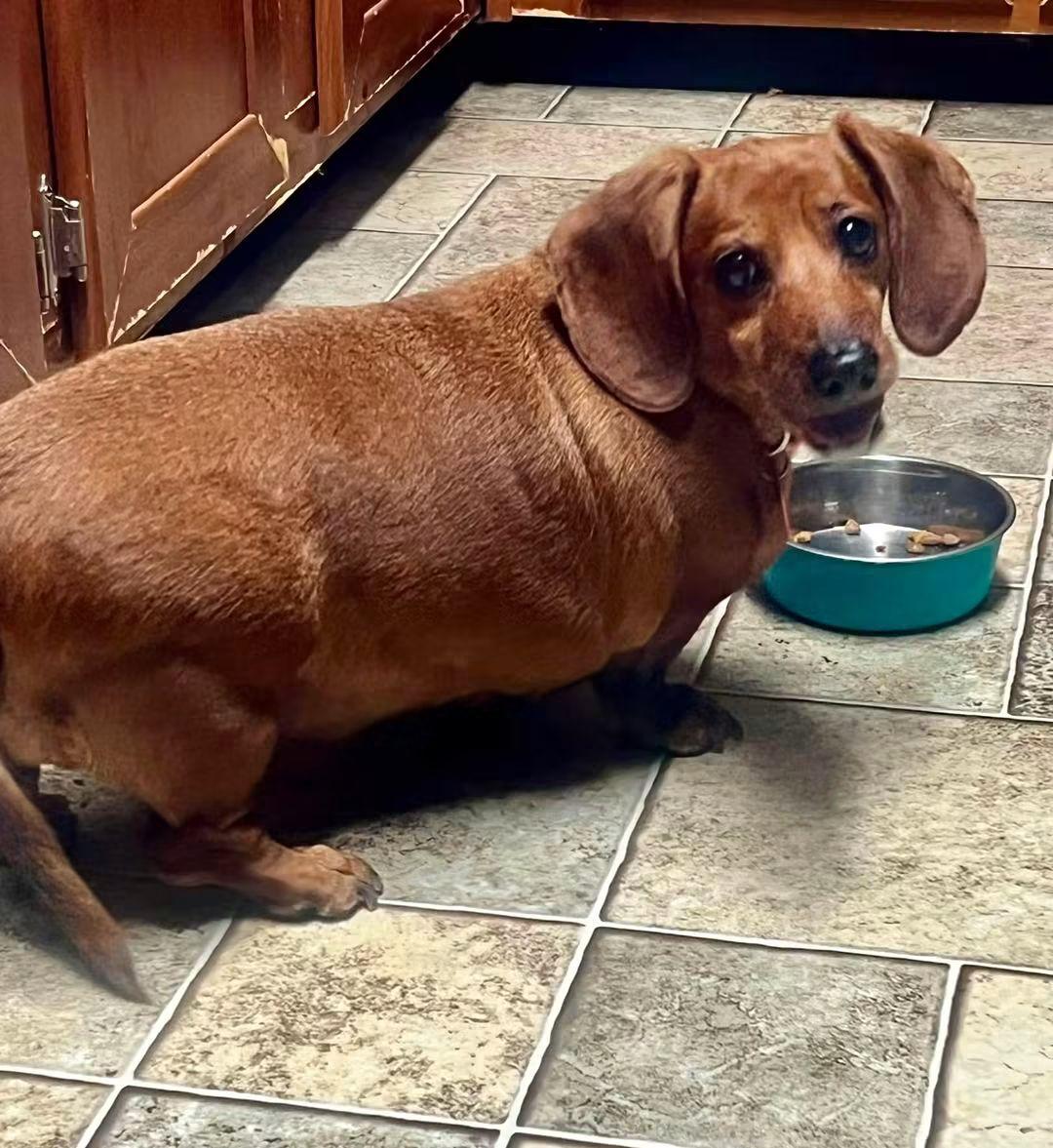 Mocha, a ADOPTABLE Dachshund in Fort Walton Beach, FL image 1/3