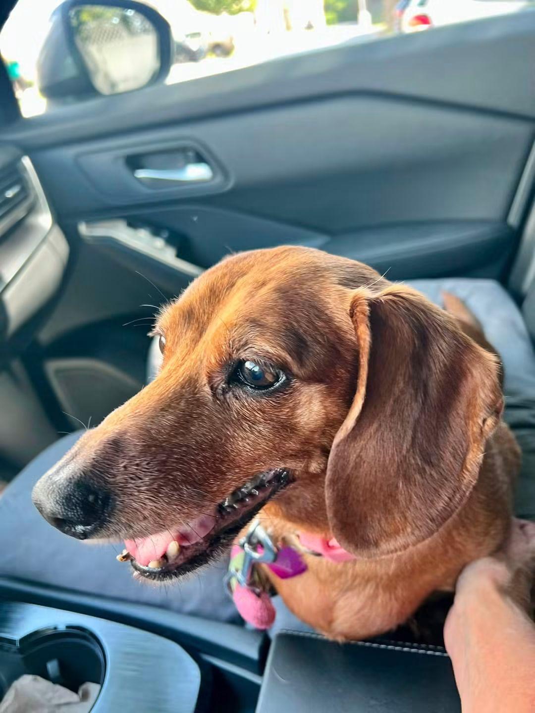Mocha, a ADOPTABLE Dachshund in Fort Walton Beach, FL image 2/3