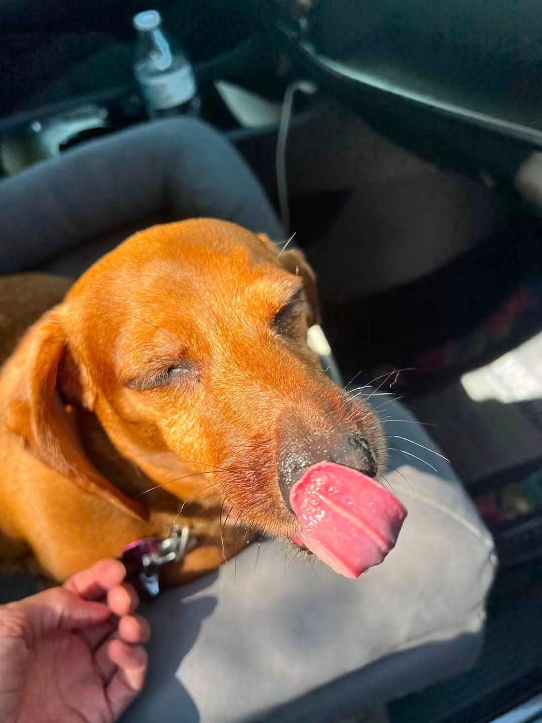 Mocha, a ADOPTABLE Dachshund in Fort Walton Beach, FL image 3/3
