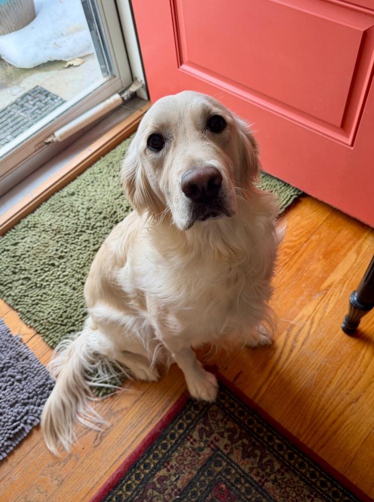 Dorothy, Adoptable, Young Female Golden Retriever.