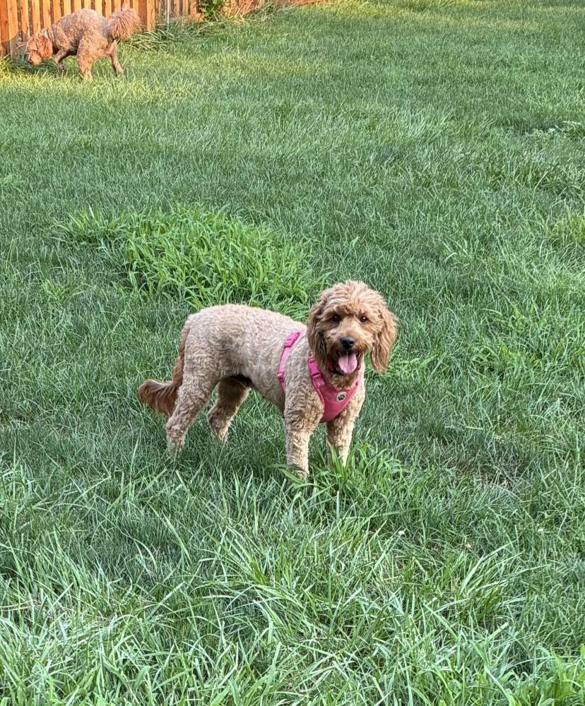 Enlarge Curls, a Adopted mixed breed in Mchenry, IL image 1/2