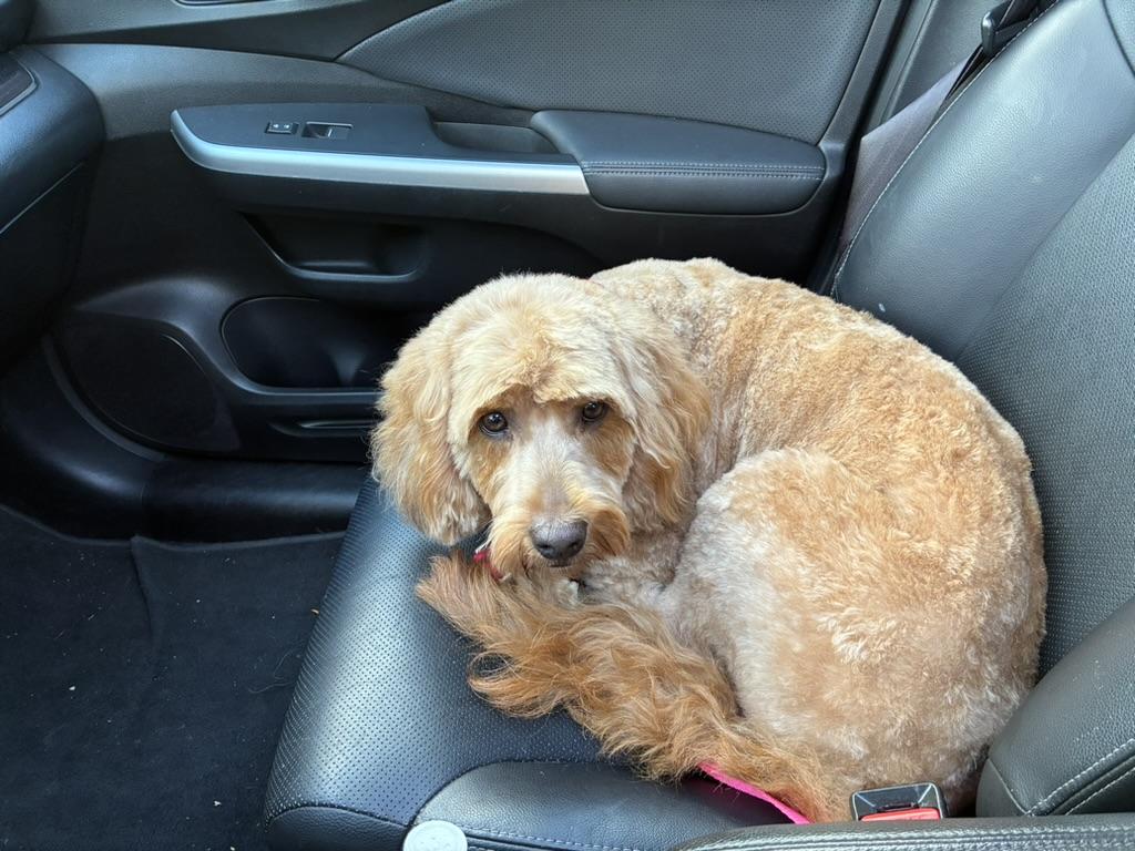 Enlarge Curls, a Adopted mixed breed in Mchenry, IL image 2/2