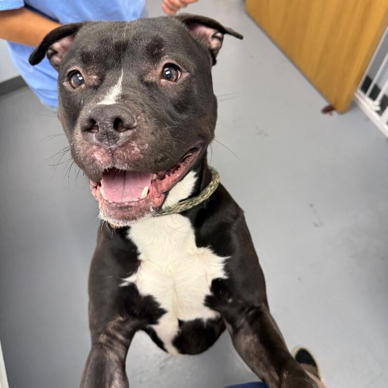 Phineas, Adoptable, Young Male Pit Bull Terrier & Mixed Breed.
