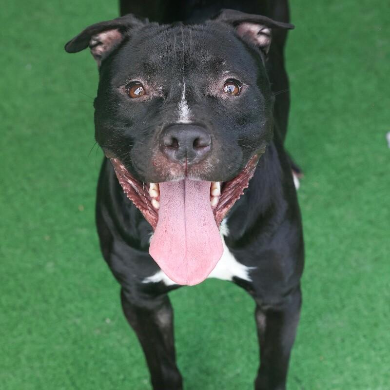 Enlarge Phineas, a Adoptable mixed breed in Roanoke, VA image 2/6