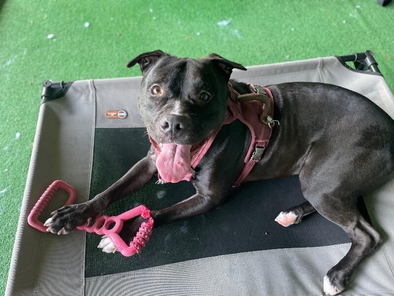 Enlarge Phineas, a Adoptable mixed breed in Roanoke, VA image 3/6