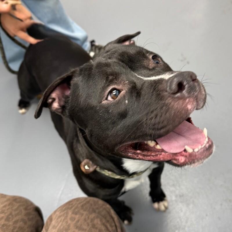 Enlarge Phineas, a Adoptable mixed breed in Roanoke, VA image 4/6