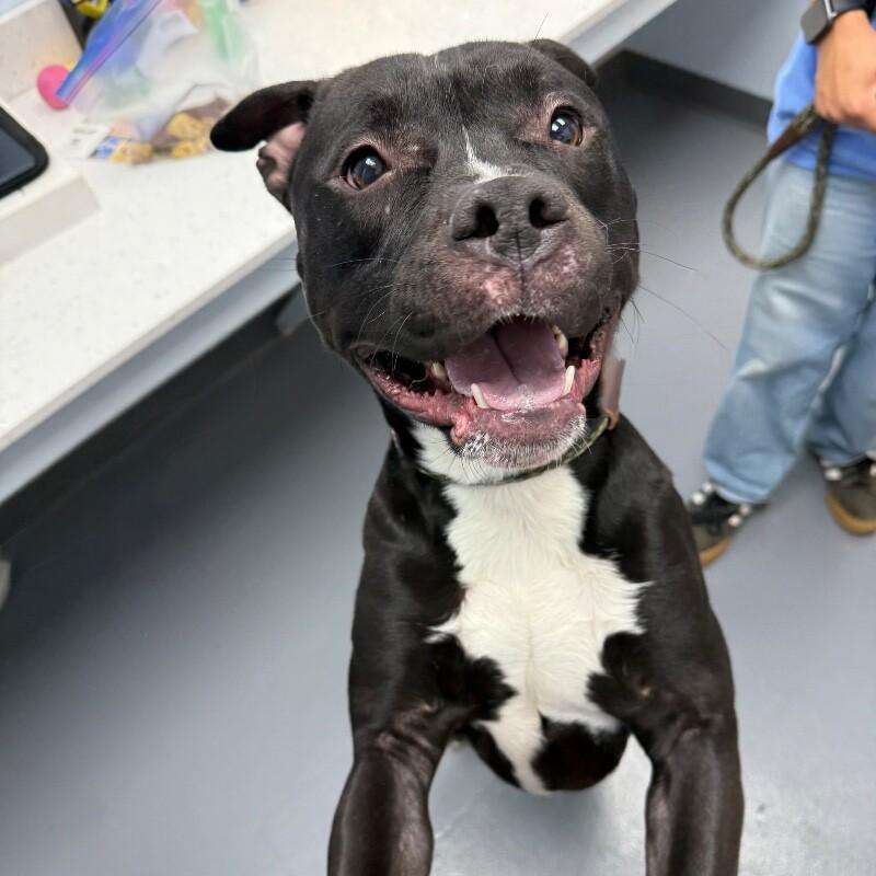 Enlarge Phineas, a Adoptable mixed breed in Roanoke, VA image 5/6