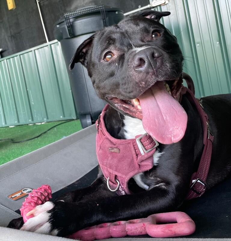Enlarge Phineas, a Adoptable mixed breed in Roanoke, VA image 6/6