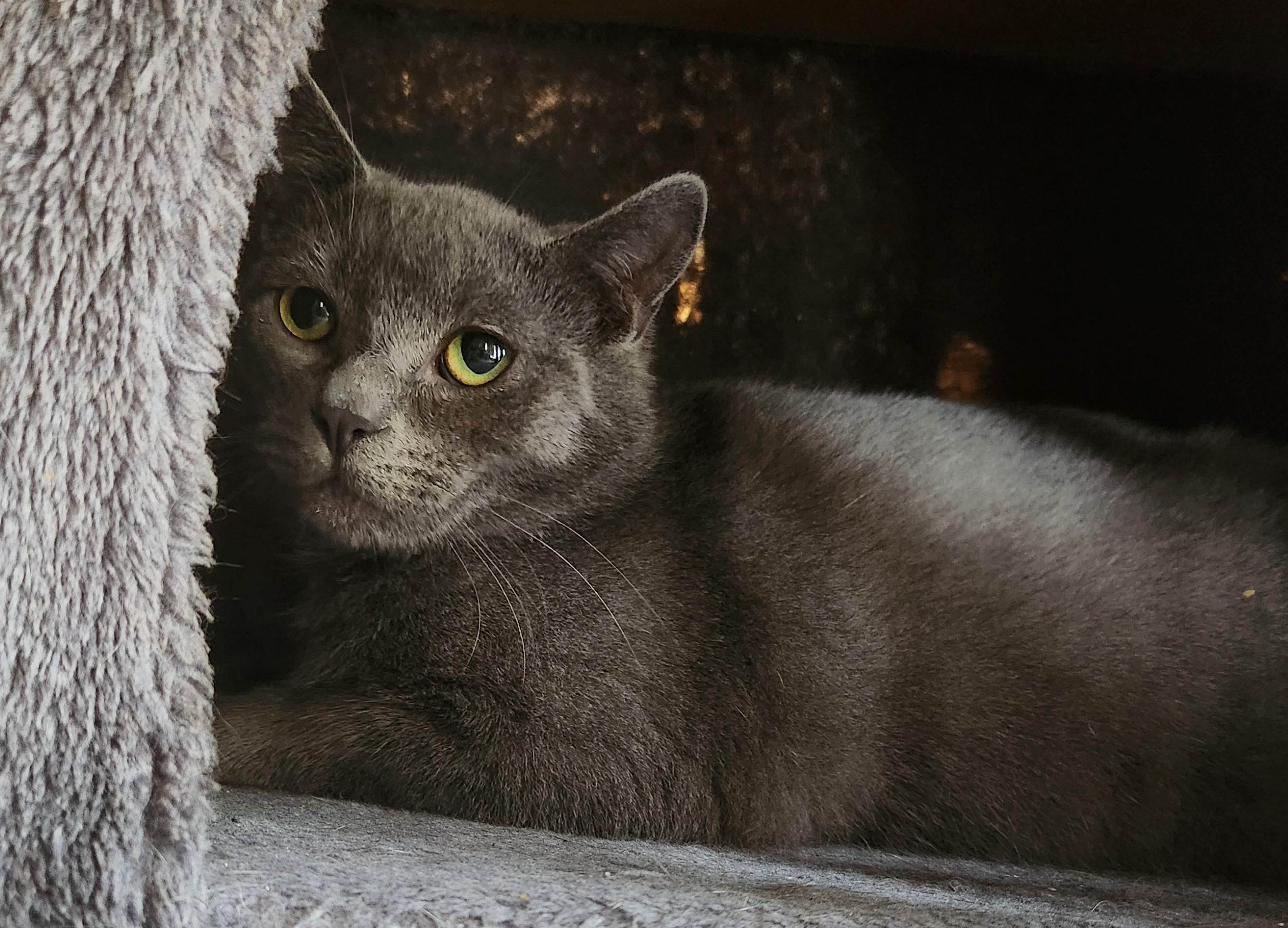 Lil Bob (bonded with Lisette), a Adoptable Manx in Silverton, OR image 1/6