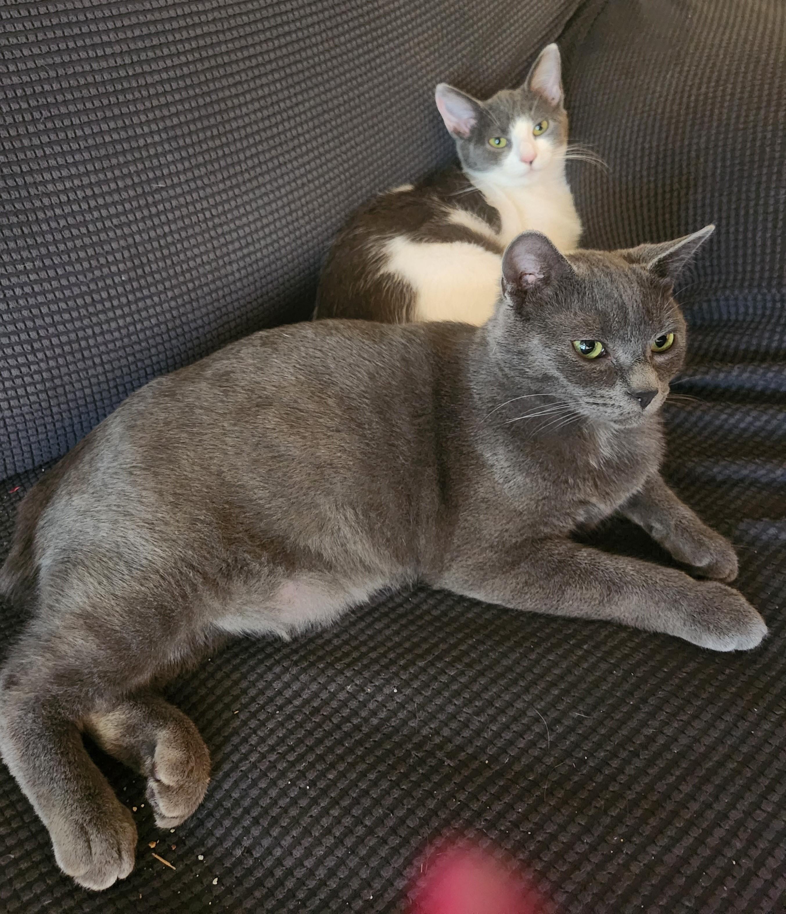 Lil Bob (bonded with Lisette), a Adoptable Manx in Silverton, OR image 2/6