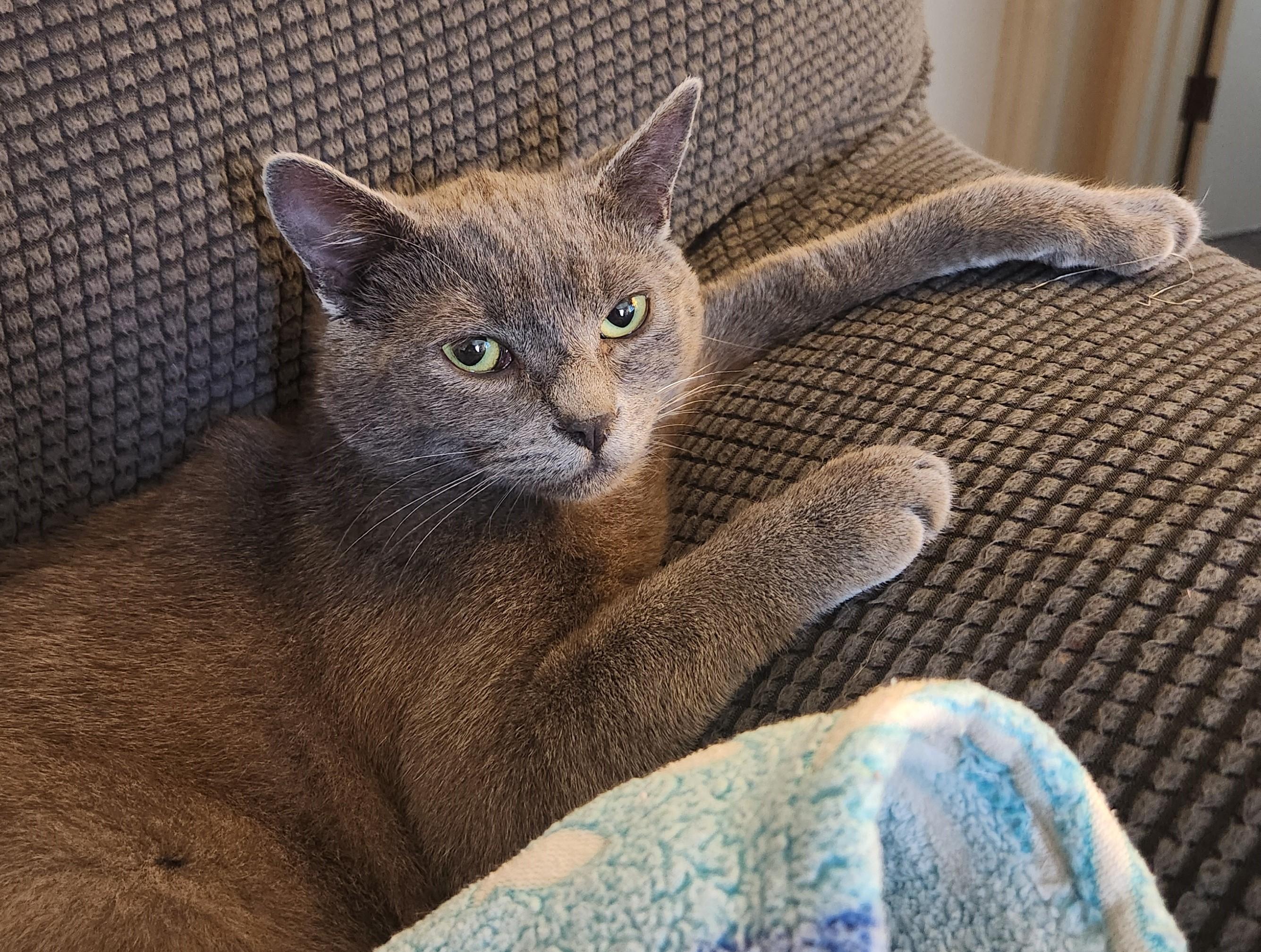 Lil Bob (bonded with Lisette), a Adoptable Manx in Silverton, OR image 3/6