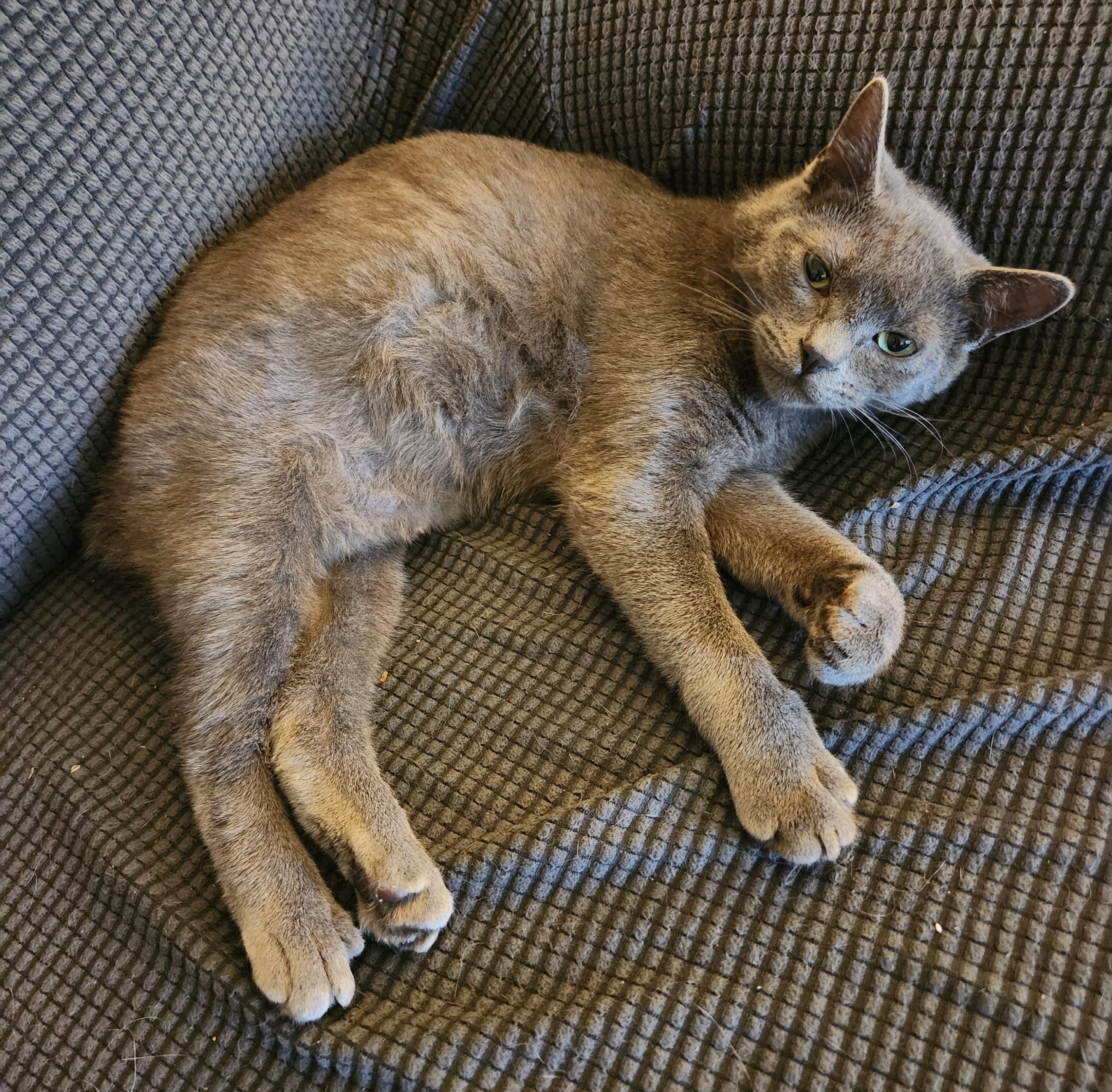 Lil Bob (bonded with Lisette), a Adoptable Manx in Silverton, OR image 4/6