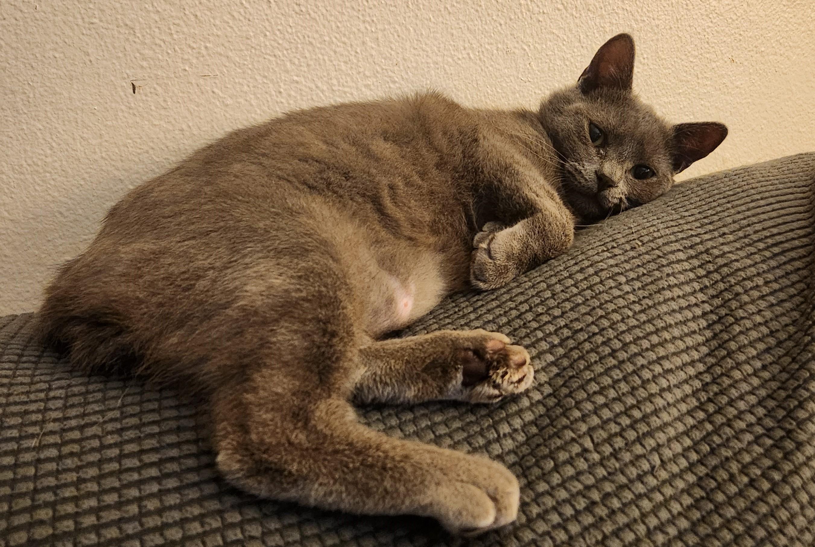 Lil Bob (bonded with Lisette), a Adoptable Manx in Silverton, OR image 5/6