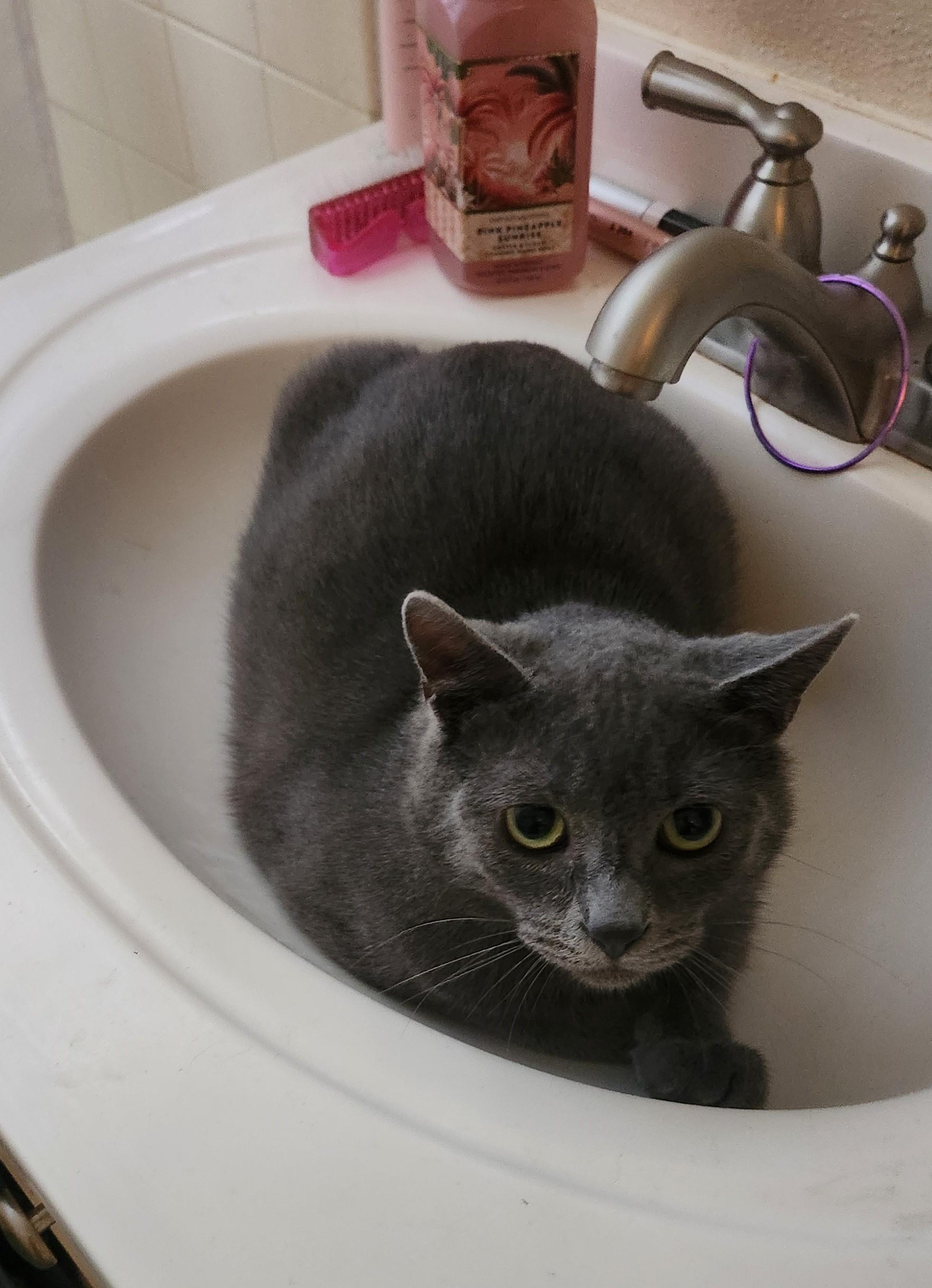 Lil Bob (bonded with Lisette), a Adoptable Manx in Silverton, OR image 6/6