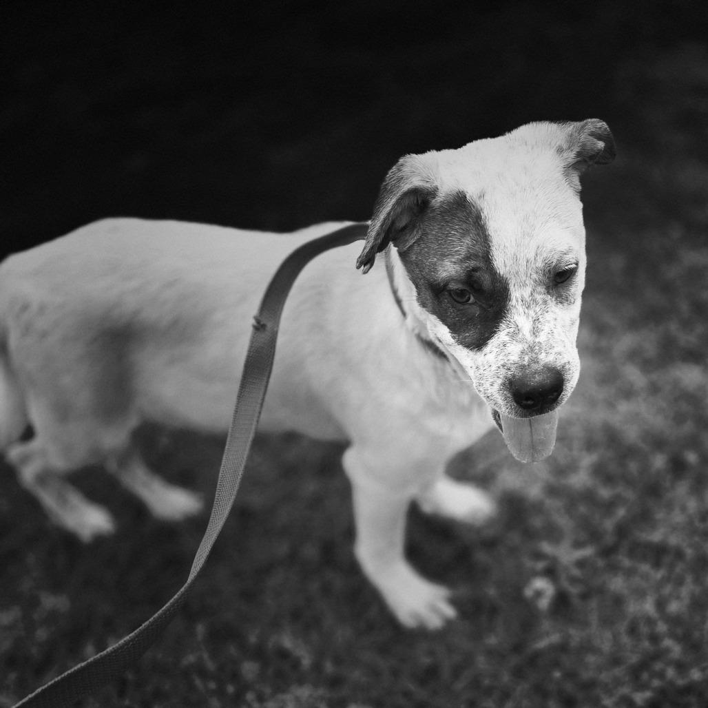 Enlarge Boo, a Adoptable mixed breed in Durant, OK image 1/2